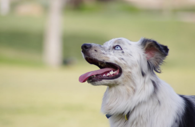 Merlin