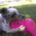 merlinpinkfrisbee