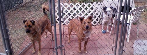 <small>the three lost dogs behaving poorly by not barking while outdoors</small>