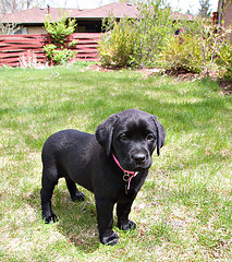pottyspot <small>courtesy Flickr.com/amagill</small>
