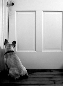 <small>photo courtesy Flickr.com/helloturkeytoe</small>