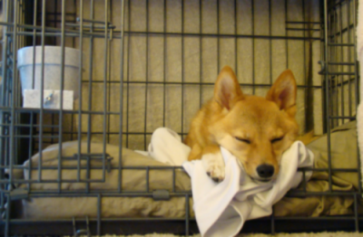 Sleepy Shiba