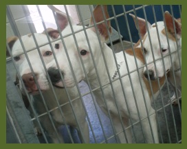 hyper shelter dogs