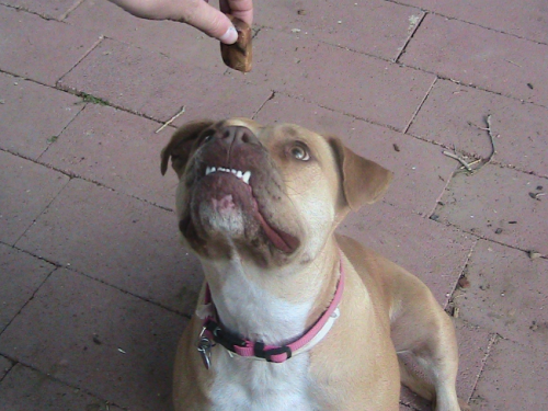How To Get A Dog To Listen When Distracted How To Get A Dog To Listen When Distracted