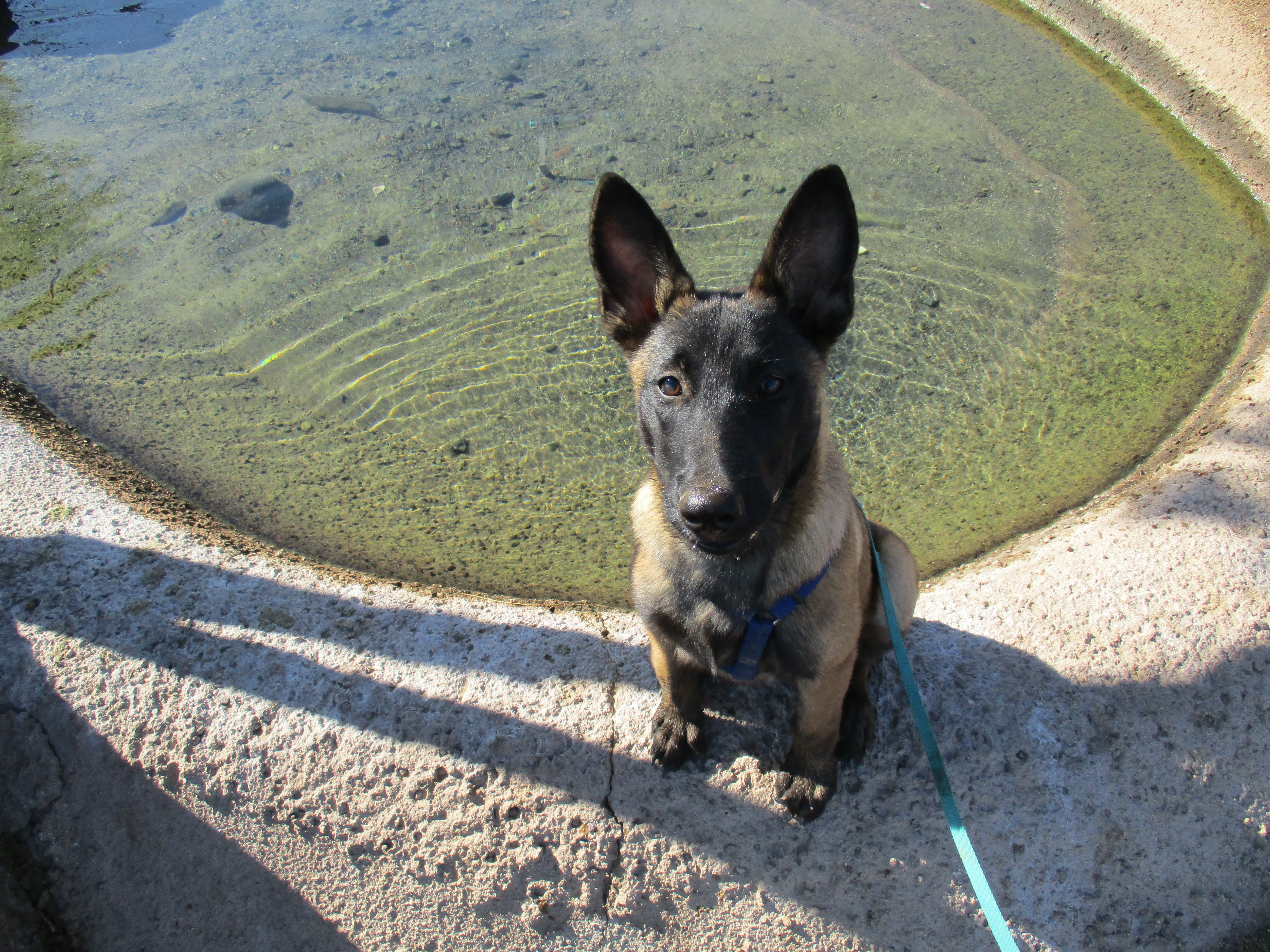 belgian shepherd exercise requirements video how i survived the first three months with a new puppy and belgian shepherd exercise requirements video how i survived the first three months with a new puppy and