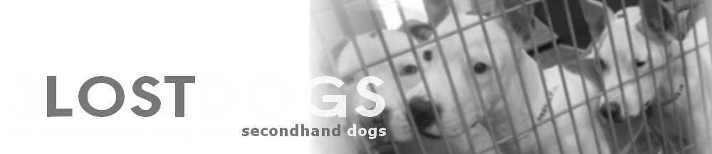 3 Lost Dogs
