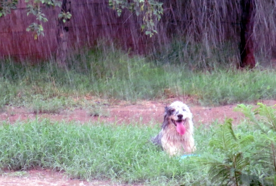 why does my dog freak out when it rains