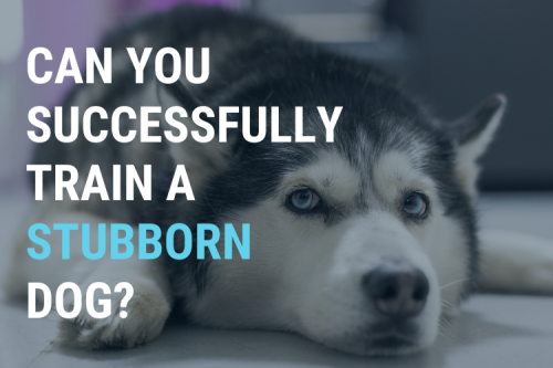 is there hope for your stubborn dog